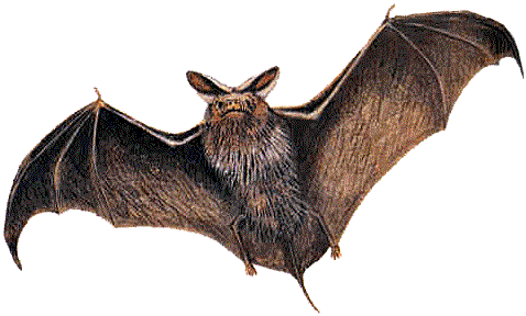 Purple Bat logo