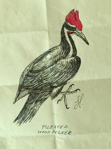 Pileated Wood Pecker