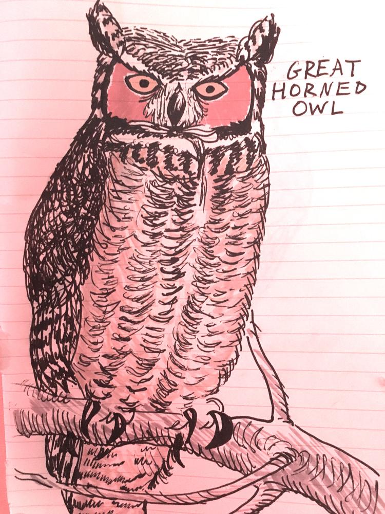 Great Horned Owl