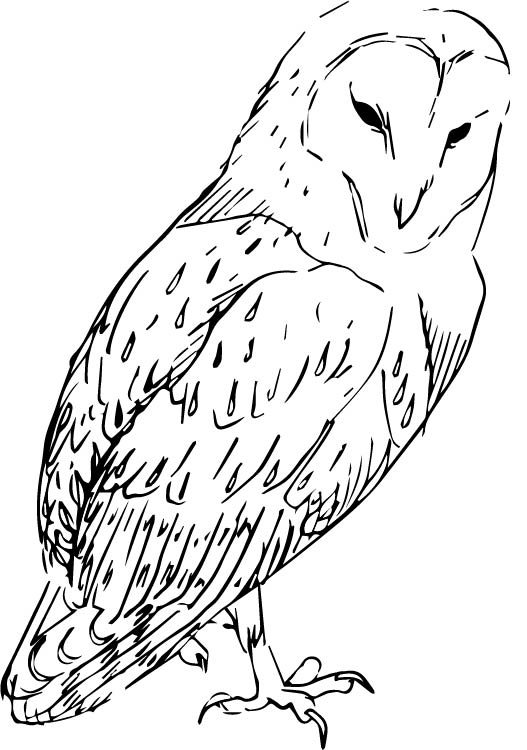 Owl